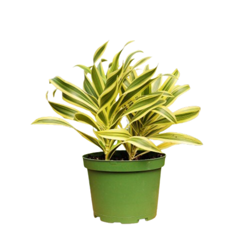 1 Mystery Plant Monthly Subscription Box
